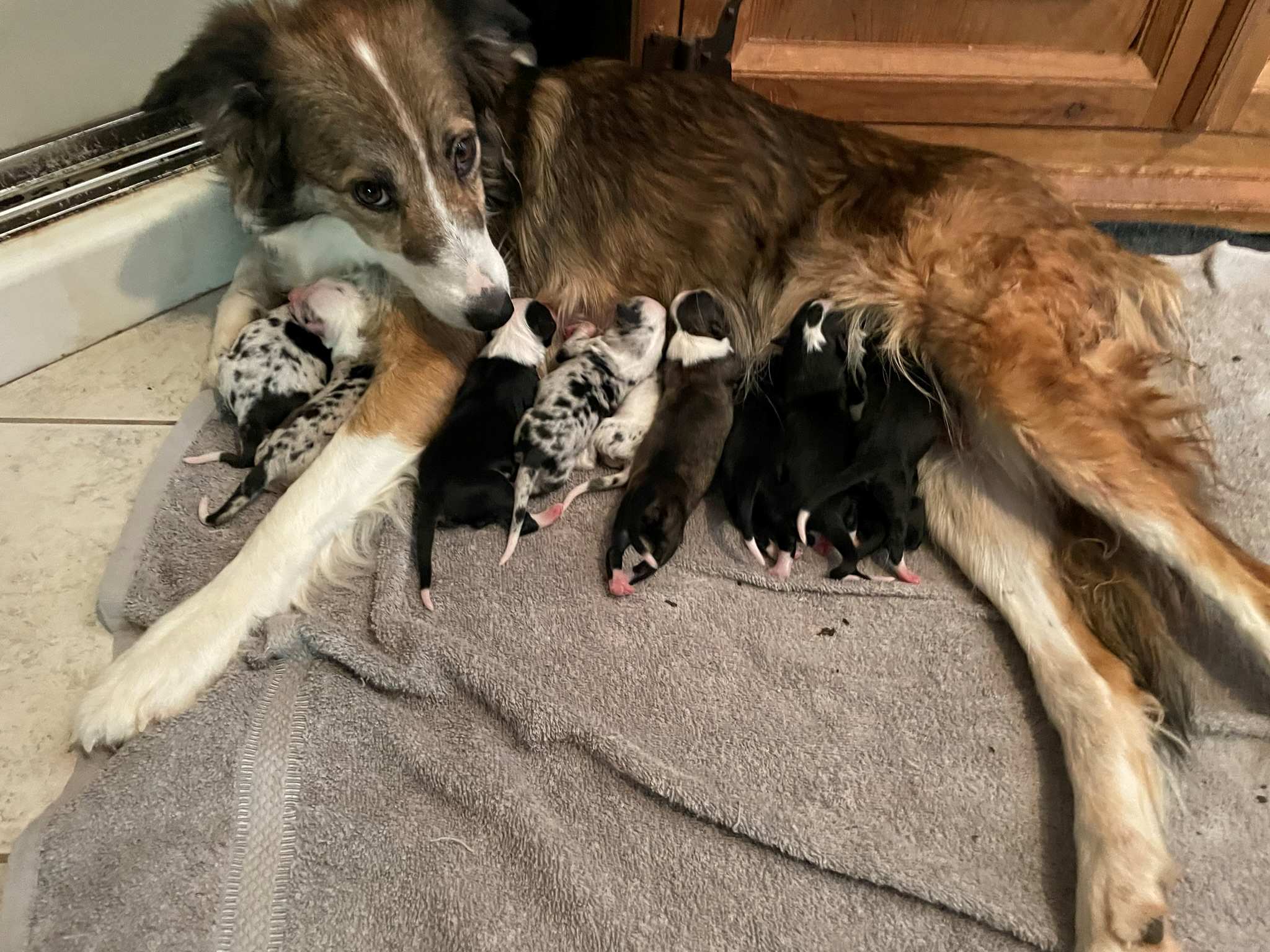 Coon Pups